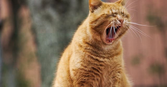 Die grauen Zellen bei Nacht (Teil 3): nächtliche Unterzuckerung als Ursache für Schlafstörungen