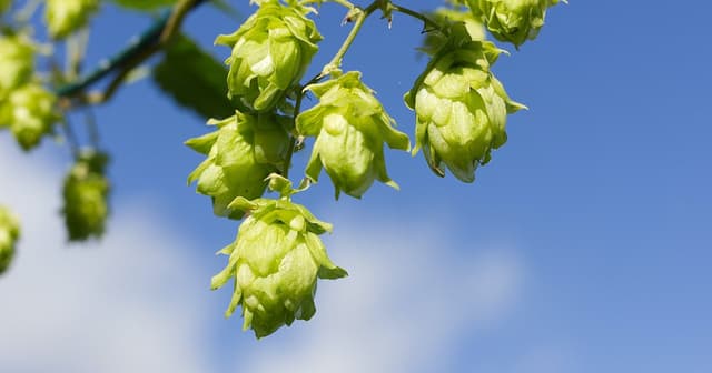 Hopfen: das vielseitige Hanfgewächs