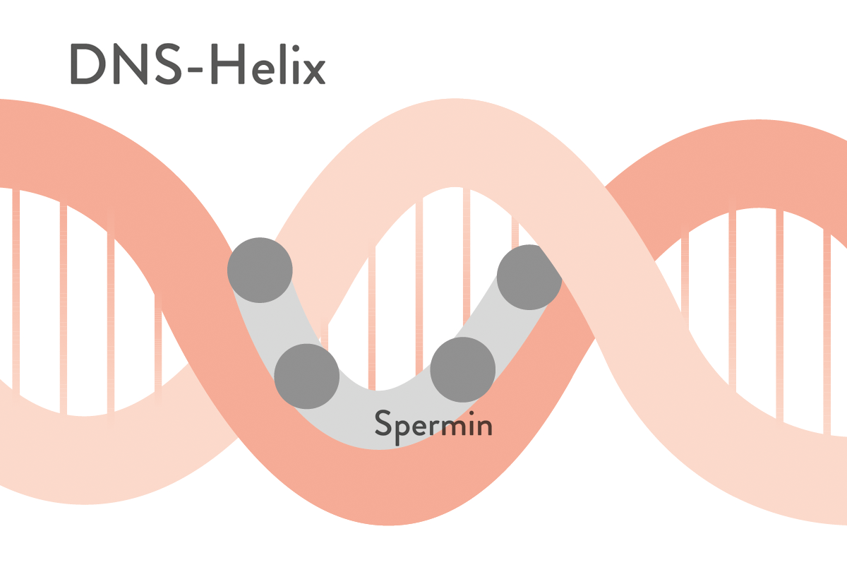 Spermidin – das neue Wundermolekül gegen das Altern